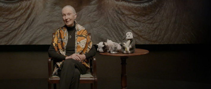 Jane Goodall anima a las niñas que quieran ser científicas. Jane Goodall anima a las niñas que quieran ser científicas.